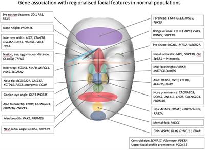 Facial Genetics: A Brief Overview